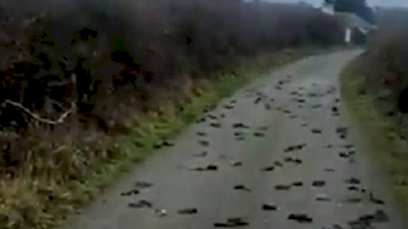 Foto: BBC Indonesia.