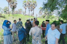 Kadis Pertanian Jeneponto Dampingi DPRD Tinjau Tanaman Jagung yang Terserang Hama