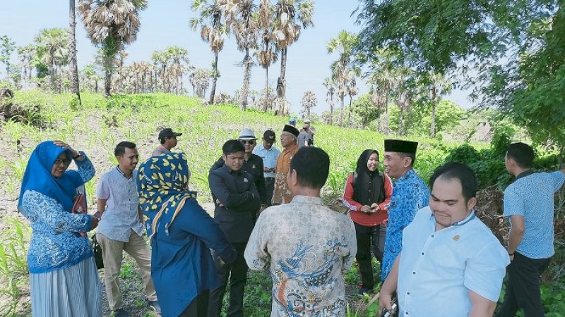 Anggota Komisi II DPRD Jeneponto meninjau areal jagung yang terserang hama.