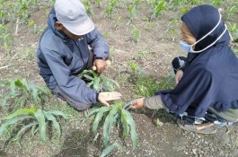 Usir Ulat Grayak, Distan Jeneponto Semprot Serentak Tanaman Jagung di 6 Kecamatan
