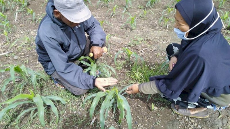 Usir Ulat Grayak, Distan Jeneponto Semprot Serentak Tanaman Jagung di 6 Kecamatan