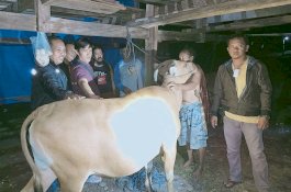 Hilang 11 Hari, Sapi Milik Warga Jeneponto Ditemukan Usai Dijual Pencurinya Rp15 Juta