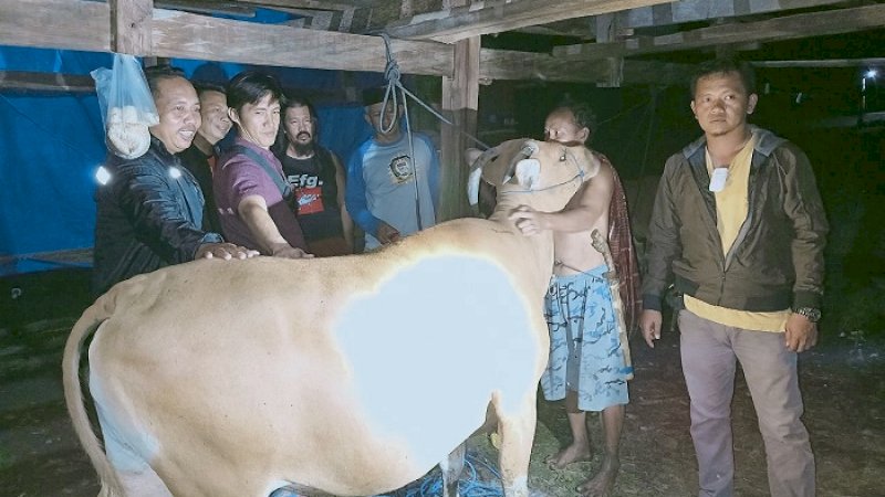Sapi curian yang diamankan personel Polres Jeneponto.