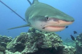 Jutaan Hiu di Laut Hidup Dengan Kail Pancing yang Tersangkut di Tubuhnya