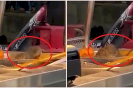 Menjijikan, Pengunjung Warung Dapati Tikus Besar di Nampan Makanan