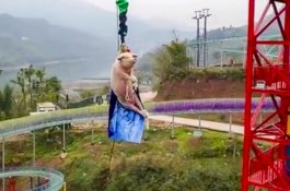 Babi Diikat di Bungee Jumping, Netizen Naik Pitam