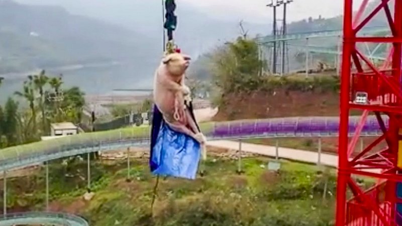 Babi Diikat di Bungee Jumping, Netizen Naik Pitam