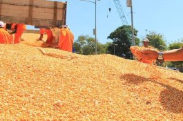 Awal Tahun 2020, Pasokan Jagung untuk Pakan Aman