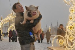 Di Tengah Hujan Salju, Pria ini Asik Berdansa Dengan Babi