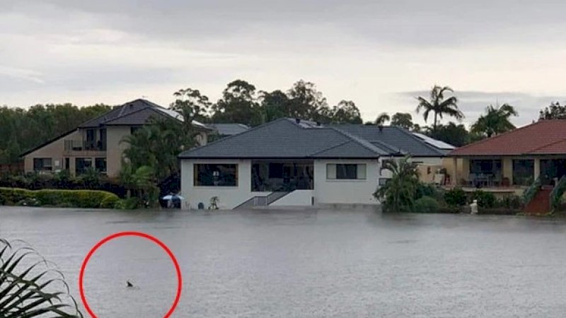 Banjir di Australia, Warga Heboh Lihat Penampakan Mirip Hiu di Perumahan