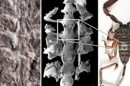 Ini Kalajengking Tertua yang Pernah Ditemukan, Usianya 430 Juta Tahun