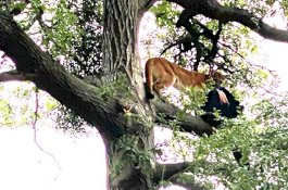 Bocah 3 Tahun Diterkam Singa Gunung saat Jalan-Jalan di Taman, Ayah Lawan Pakai Ransel