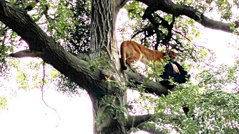 Singa gunung memanjat pohon usai menerkam bocah.