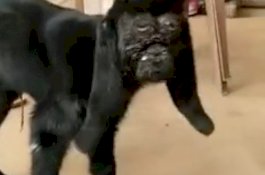 Matanya Mirip Manusia, Kambing ini Dipuja Sebagai 'Avatar Dewa'