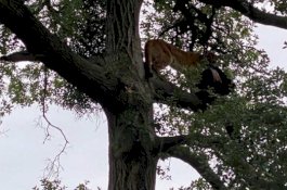 Ayah Bawa Ransel Buat Ditukar dengan Anaknya yang Diterkam Singa