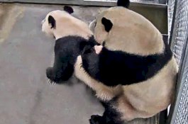 2 Panda Berhubungan Seks Jadi Tontonan Netizen Belanda