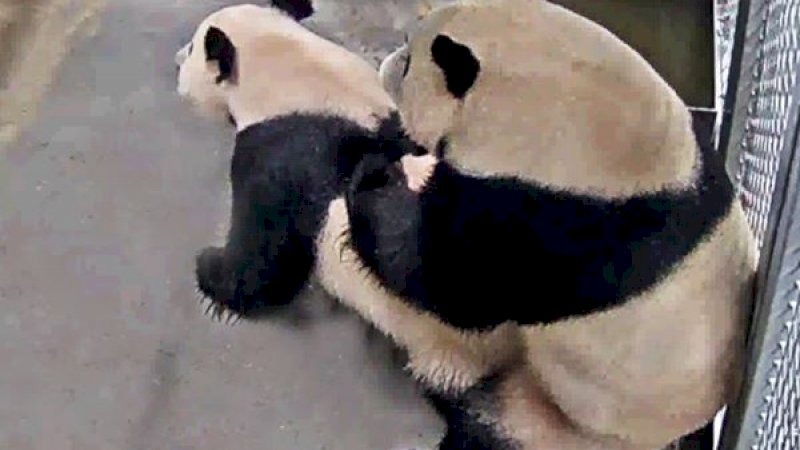 2 Panda Berhubungan Seks Jadi Tontonan Netizen Belanda