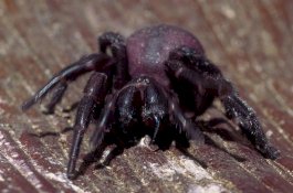 Setelah Dilanda Kebakaran Besar, Kini Australia Dihantui Laba-laba Mematikan