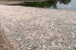 Fenomena Aneh, Ribuan Ikan Mati Terbawa Arus di Pantai