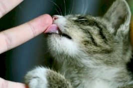 Apakah Najis Dijilati Kucing?