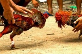 Bertarung dengan Ayam Aduannya, Pria di India Tewas