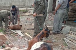 Satpol PP Tertibkan Hewan Ternak Berkeliaran di Kabupaten Wajo