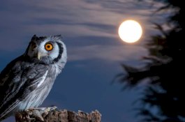 Burung Hantu Ternyata Jago Berenang Lho...