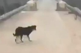 Wuhan Dijaga Ketat, Anjing yang Coba Kabur Diusir Agar Tak Sebarkan Virus Corona