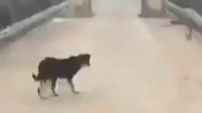 Wuhan Dijaga Ketat, Anjing yang Coba Kabur Diusir Agar Tak Sebarkan Virus Corona