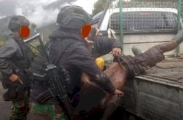 Satu Anggotanya Tewas dan Seorang Ditangkap Hidup-Hidup, OPM Bungkam