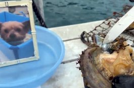 Perusahaan ini Bisa Ciptakan Mutiara dari Tulang Hewan Peliharaan Anda