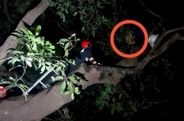 Petugas Damkar Evakuasi Sarang Tawon Sebesar Bantal Guling di Rujab Wabup Gowa