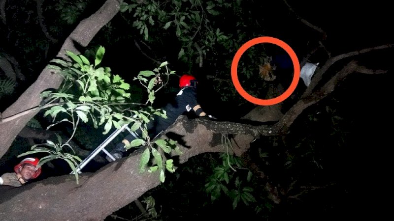 Tim Animal Rescue Pemadam Kebakaran (Damkar) Gowa mengamankan sarang tawon di rumah jabatan wakil bupati, Senin malam (27/1/2020).