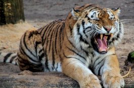 Pura-pura Mati, Pria ini Selamat dari Harimau yang Melompatinya