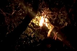 Sarung Pun Tak Muat, Sarang Tawon Dekat Rujab Wabup Gowa Dibakar di Atas Pohon