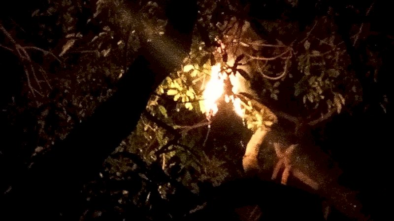 Sarang tawon di dekat rujab wabup Gowa dibakar di atas pohon, Senin malam (27/1/2020).