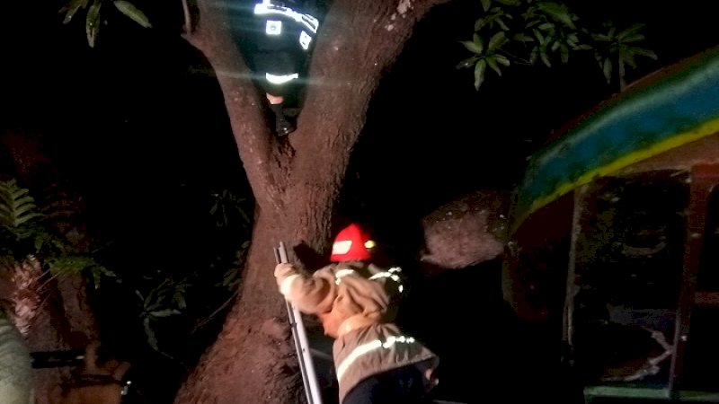 Petugas Damkar Gowa saat mengevakuasi sarang tawon vespa di dekat rujab wabup Gowa.