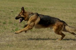 Tuannya Tewas Kesetrum, Anjing Ini Berlari Mencari Bantuan Tetangga