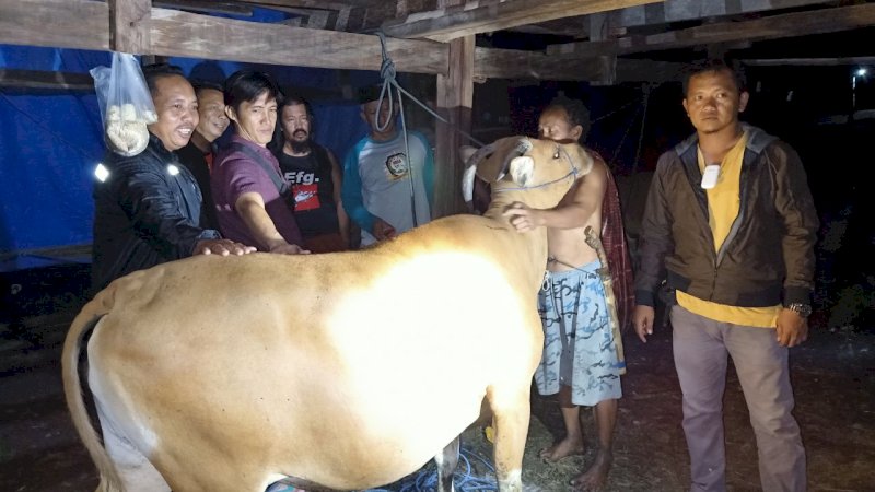 Pelaku Pencurian Sapi di Jeneponto Dikenakan Wajib Lapor
