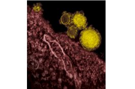 Sebarkan Berita Palsu Terkait Virus Corona, Pria Malaysia Ditahan