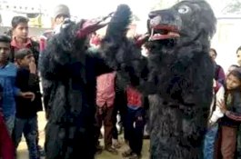 Desanya Diserang Monyet Liar, Penduduk Patroli Pakai Kostum Beruang