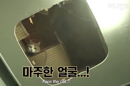 2 Tahun Terjebak di Dinding Mal, Kucing ini Akhirnya Diselamatkan