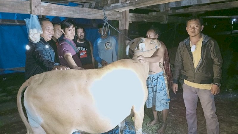 Polisi mengamankan sapi curian di Jeneponto.