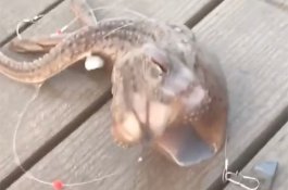 Nelayan Tangkap 'Monster Laut' Lalu Diunggah ke TikTok, Netizen Menganga