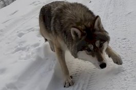 Pria yang Pernah Beri Makan Serigala Hilang Misterius, Diduga Telah Dimangsa