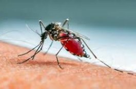 Akhir Januari, 16 Warga Terjangkit Penyakit DBD di Parepare