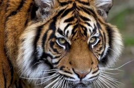 Selera Tinggi, Harimau di Kebun Binatang Inggris Jinak dengan Parfum Calvin Klein