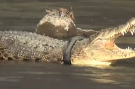 Ada Hadiah Bagi yang Bisa Melepas Ban di Leher Buaya Ini