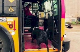 Eclipse Si Anjing Mandiri, Rutin Pergi ke Taman dan Naik Bus Sendirian