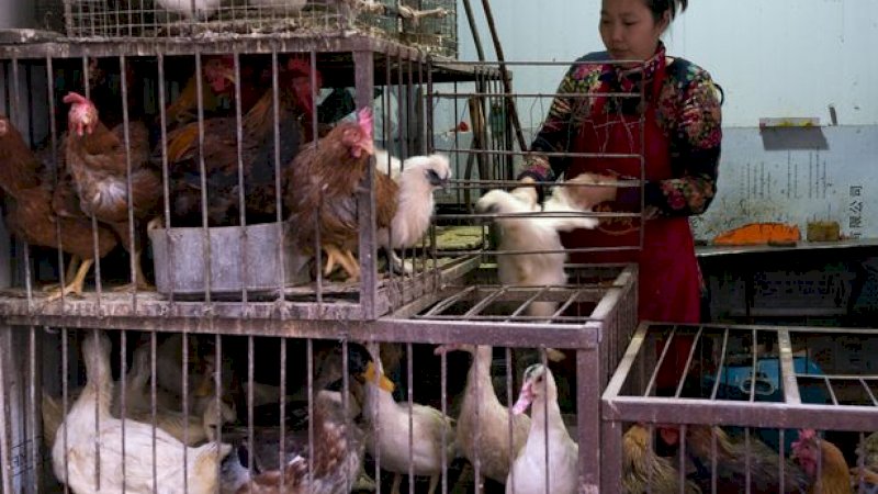 Flu Burung Landa China di Tengah Virus Corona, Hampir 18.000 Ayam Dimusnahkan